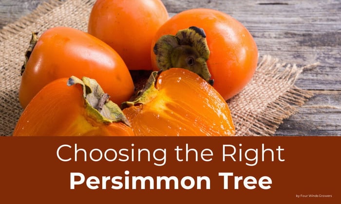 Choosing The Right Persimmon Tree