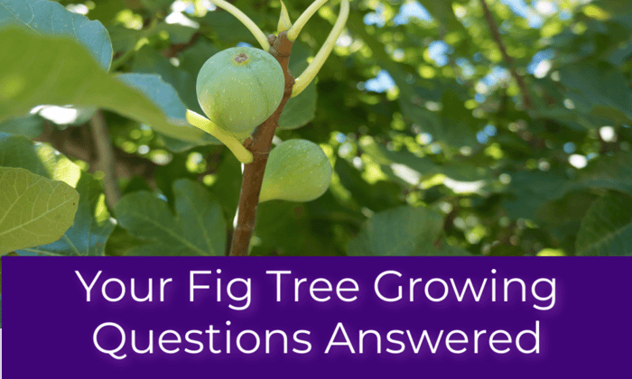 Your Fig Tree Growing Questions Answered