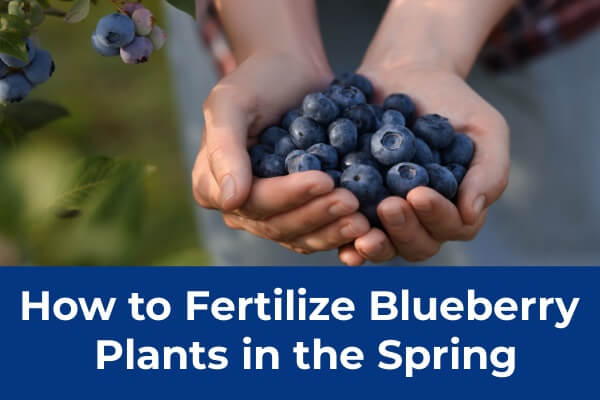 How to Fertilize Blueberry Plants