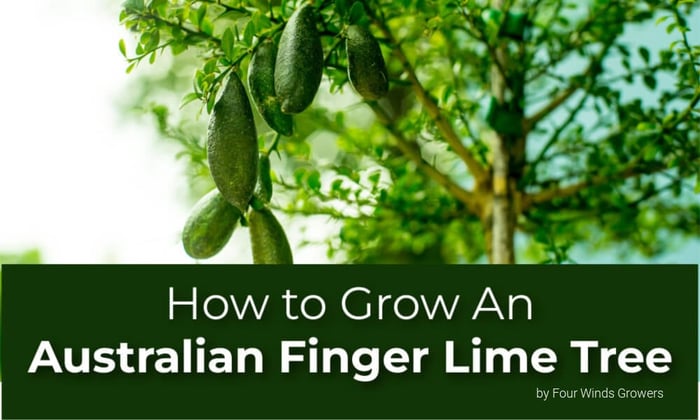 How to Grow an Australian Finger Lime Tree