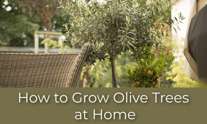How to Grow Olive Trees at Home
