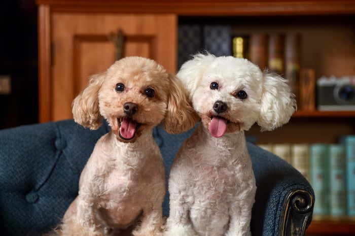How to Stop Your Toy Poodle from Barking with an E Collar