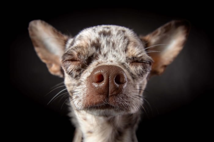 Why My Dog Doesn't Listen to Me: Dog Communication 101