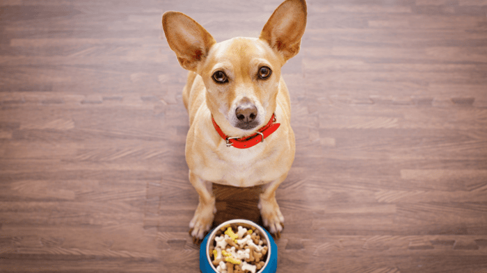 Discovering the Chihuahua Terrier Mix: A Complete Guide