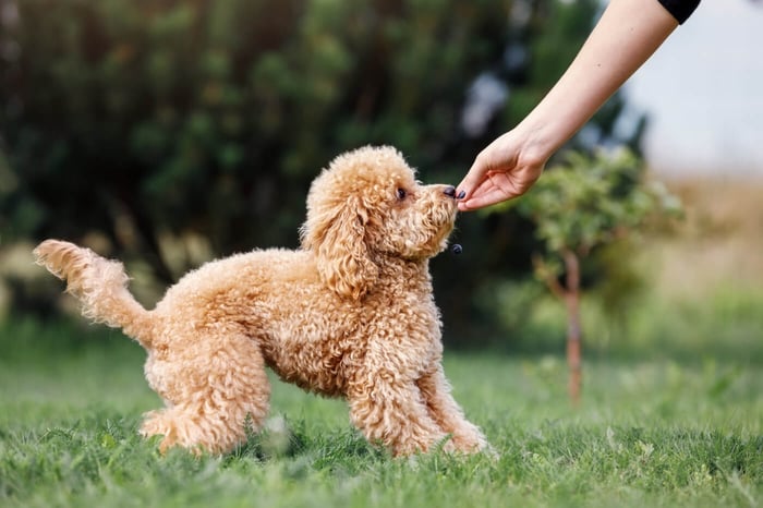 5 Tips for Dog Behavior Training