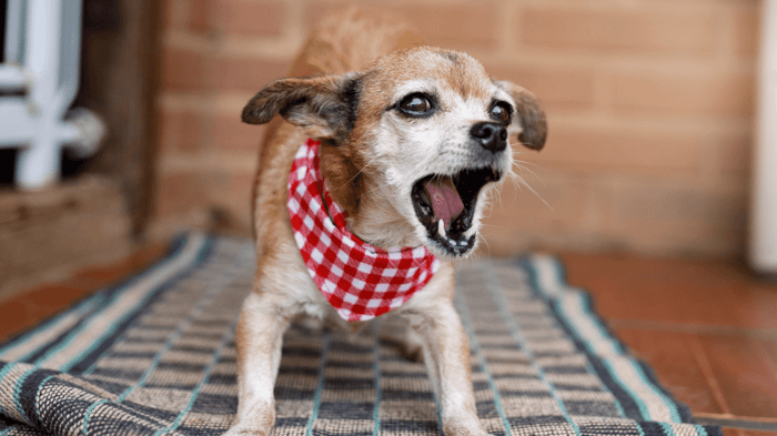 How Long Can a Dog Bark Legally? The Definitive Guide