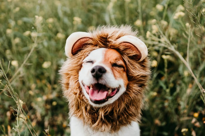 Top 10 Small Dog Breeds with Low Maintenance