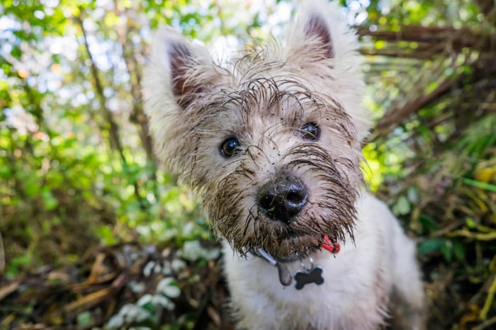 16 Signs That It’s Time to Get a Shock Collar for Your Dog