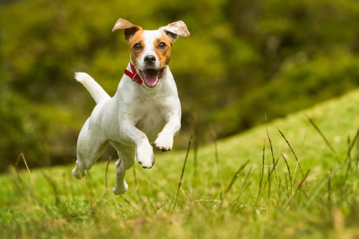 What’s the Best Shock Collar for Small Dogs with Remote?