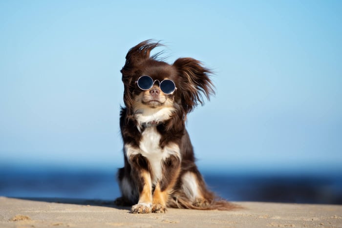 Small Dogs, Big Personalities: 6 Small Dog Personality Types