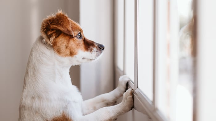 Separation Anxiety in Toy Breeds: What Works, What Doesn’t
