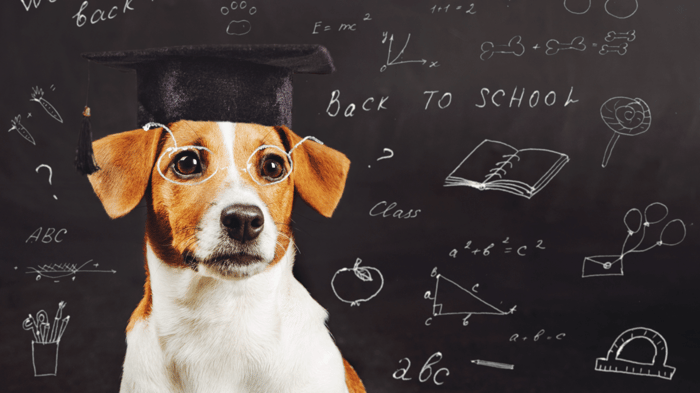 Think Small, Think Smart: A Guide to the Smartest Small Dogs
