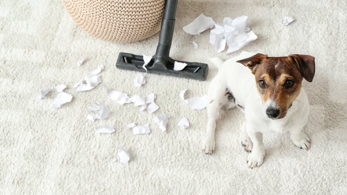 Why Your Toy Dog Acts Out—And What Actually Helps
