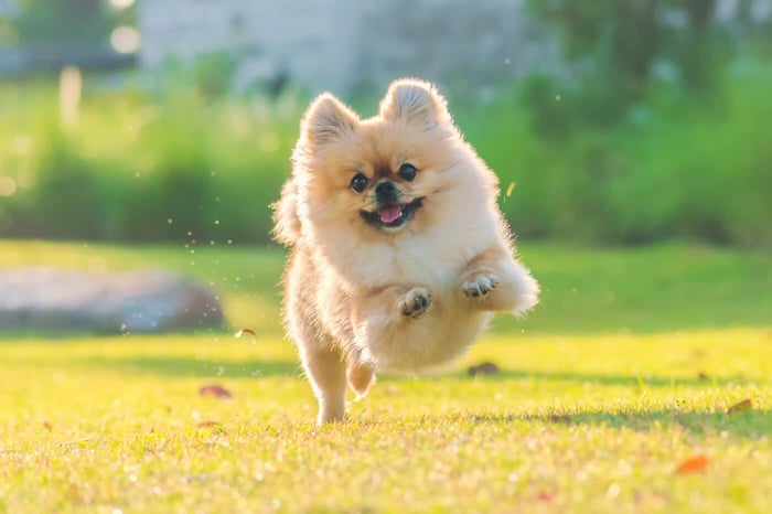 Understanding Your Dog’s Body Language: How to Read and Respond to Your Pup’s Cues