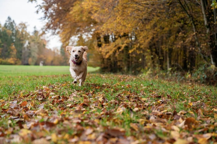 What’s the Best Shock Collar for Stubborn Small Dogs?