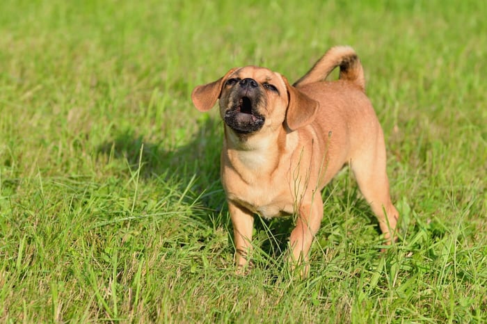 Why Are Small Dogs So Aggressive Compared to Larger Dogs?