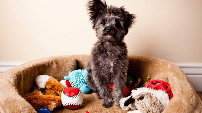 mental dog stimulation