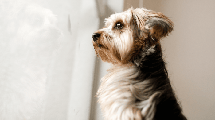 dog anxiety