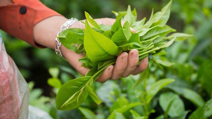 History Of Tea In Assam - Scotsman Discovers Tea!