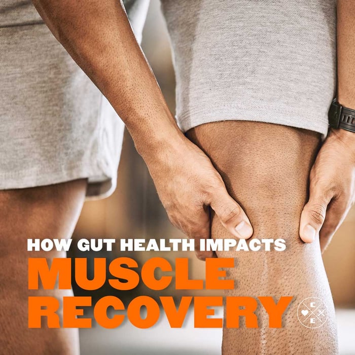 How Gut Health Impacts Muscle Recovery