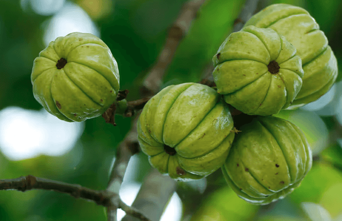 Er Garcinia Cambogia håb eller hype for vægttab?