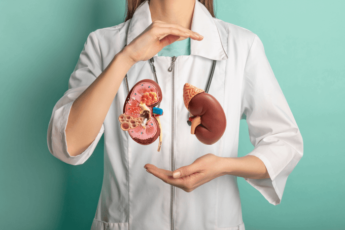 Nyresygdom kan lindres med antioxidant-rig kost