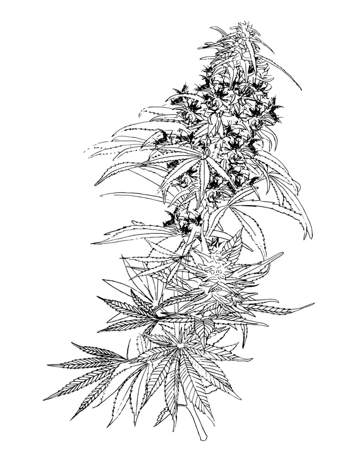 New Study: Compounds In Hemp Block Covid-19