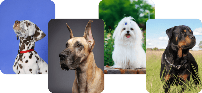 dogs in the 90s
