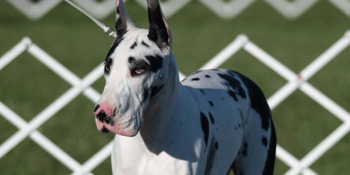 Blue Great Dane With Cropped Ears Floppy Ear Great Dane Exclusive
