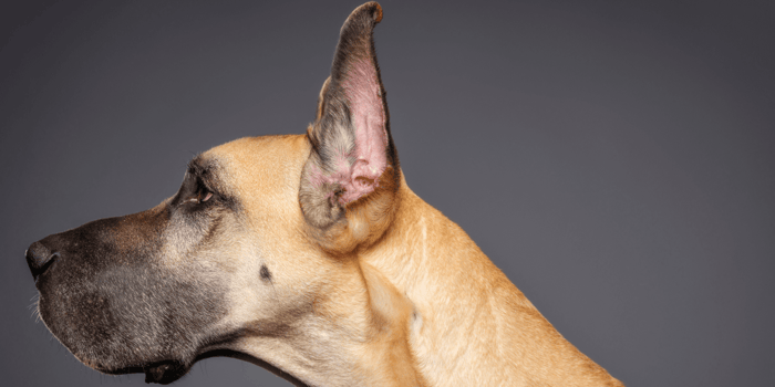 Style Great Dane Uncropped Great Dane Uncropped Ears Machne