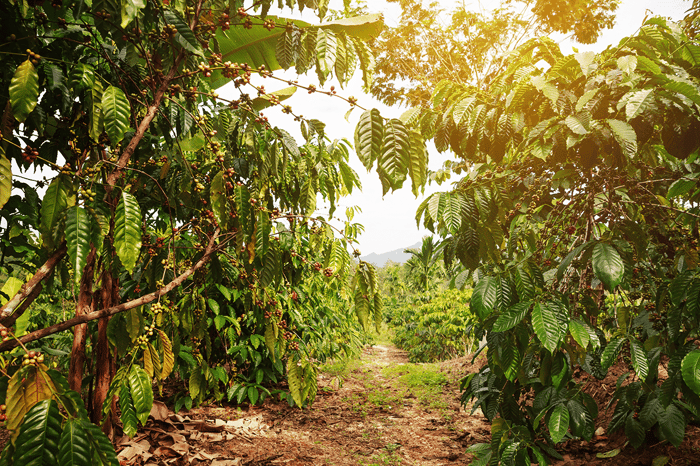 What Do Coffee Trees Look Like?
