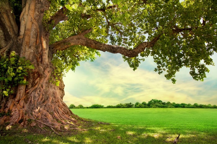 STORYTIME: THE BATTLE OF THE OAK KING & THE HOLLY KING