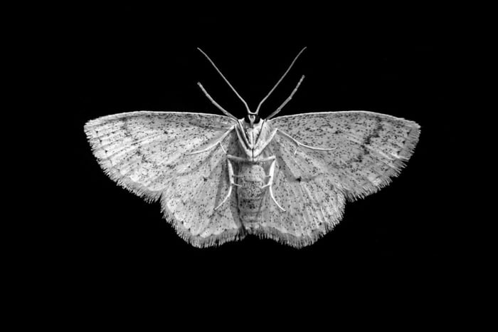 GHOST STORIES: MOTHMAN MONSTER