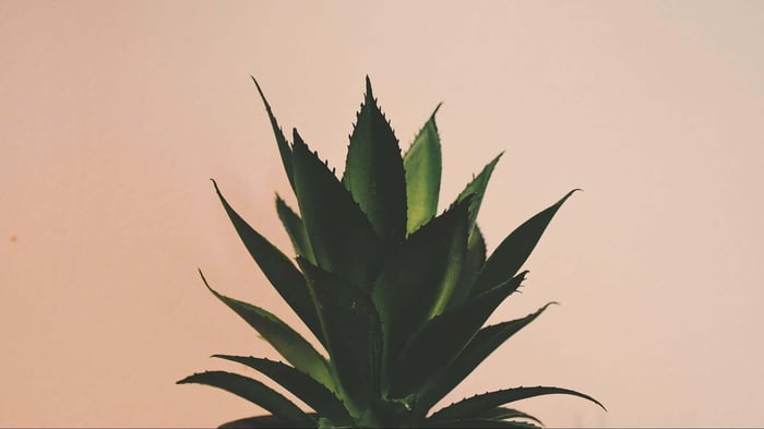 Spiky green aloe plant against a pinkish wall.