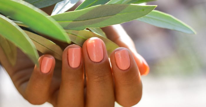 A person with neatly-painted orange-pink coral nails cupping their fingers around the leaves of a green olive branch,
