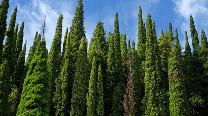 Getting to Know Cypress Essential Oil: Grounding, Toning, and Purification
