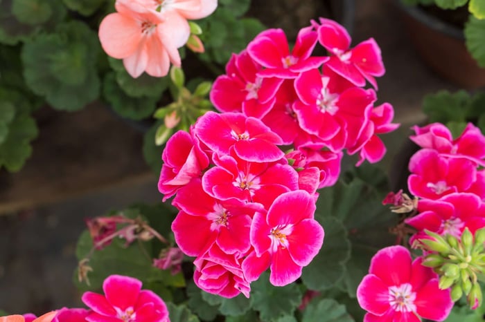 Geranium Oil: Nature’s Cure or Summer’s Fragrance Favorite?