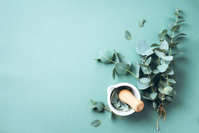 Eucalyptus Radiata: A Useful and Refreshing Essential Oil