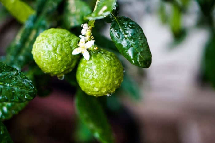 Spotlight Essential Oils: Bergamot Oil Benefits and Uses