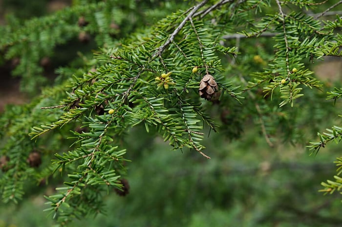 All About the Tsuga Essential Oil