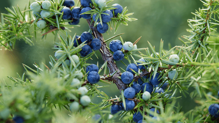 Juniper Essential Oil: Grounding, Skin Health, and Antioxidants