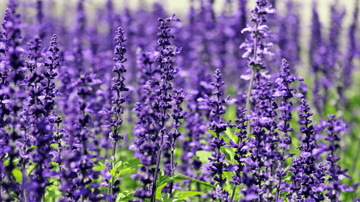 Getting to Know Lavender Essential Oil: Calm, Sleep and Comfort