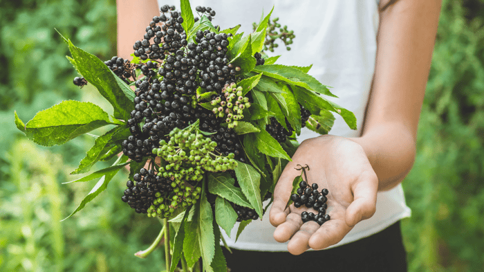 Superfood Spotlight: Elderberry