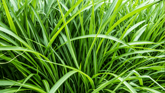 Get to Know Vetiver Essential Oil: Relaxation, Focus, and Pest Control
