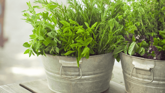 Home-Grown Flavor: How to Grow and Use Your Own Patio Herbs