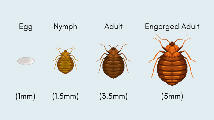 How Big Are Bed Bugs: Unraveling the Mystery of These Tiny Pests