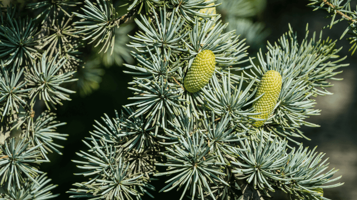 Cedarwood for Pest Control, Sleep, and Cleansing
