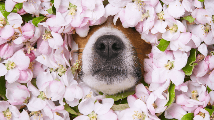 Navigating the World of Essential Oils: A Guide to Safe Use for Animals