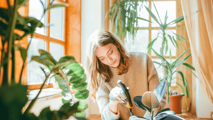 Boost Your Wellness with Indoor Plants