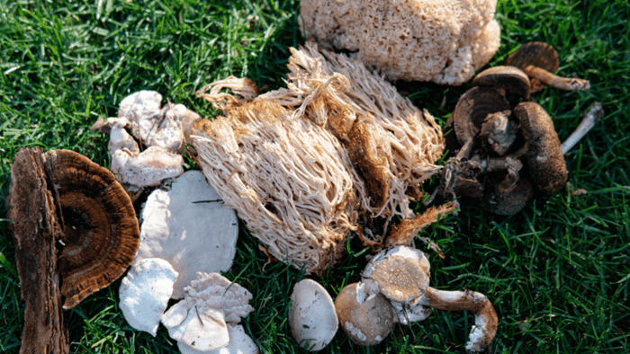 Medicinal Mushrooms: Your Guide to Natural Health and Healing